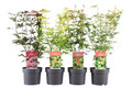 Japansk Ahorn (Acer palmatum) i 19 cm potte